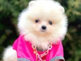 Erkek Ve Dişi Teddy Face Show Kalitede Pomeranian Yavrular