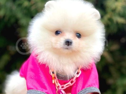 Erkek Ve Dişi Teddy Face Show Kalitede Pomeranian Yavrular görsel