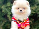Erkek Ve Dişi Teddy Face Show Kalitede Pomeranian Yavrular
