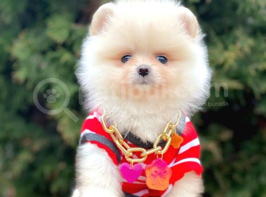Erkek Ve Dişi Teddy Face Show Kalitede Pomeranian Yavrular görsel