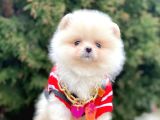 Erkek Ve Dişi Teddy Face Show Kalitede Pomeranian Yavrular