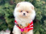 Erkek Ve Dişi Teddy Face Show Kalitede Pomeranian Yavrular