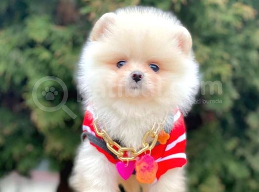 Erkek ve Dişi Teddy Face Show Kalitede Pomeranian Yavrular