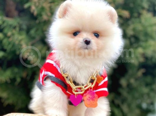 Erkek Ve Dişi Teddy Face Show Kalitede Pomeranian Yavrular görsel