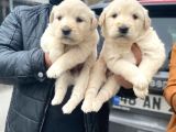 Erkek Ve Dişi Baby Face Sağlık Irk Garantili Golden Yavruları