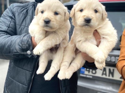 Erkek Ve Dişi Baby Face Sağlık Irk Garantili Golden Yavruları görsel