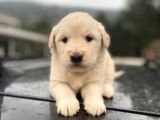 Erkek Ve Dişi Baby Face Sağlık Irk Garantili Golden Yavruları