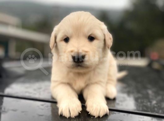 Erkek Ve Dişi Baby Face Sağlık Irk Garantili Golden Yavruları görsel