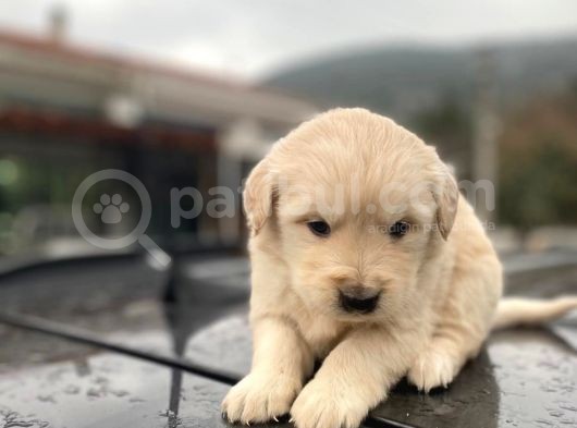 Erkek Ve Dişi Baby Face Sağlık Irk Garantili Golden Yavruları görsel