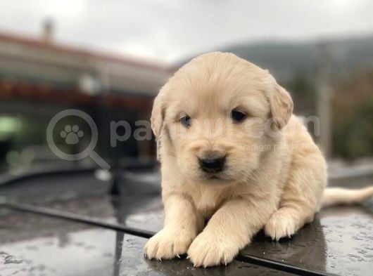 Erkek Ve Dişi Baby Face Sağlık Irk Garantili Golden Yavruları görsel