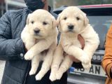 Erkek Ve Dişi Baby Face Sağlık Irk Garantili Golden Yavruları