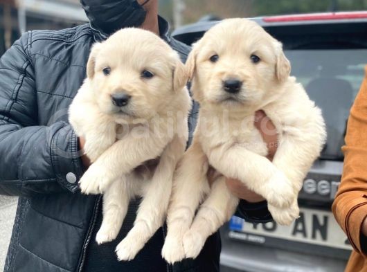 Erkek Ve Dişi Baby Face Sağlık Irk Garantili Golden Yavruları görsel