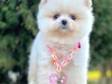 Safkan Pomeranian Boo Yavrularımız