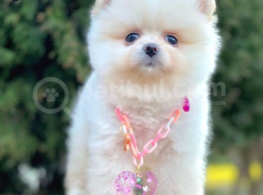Safkan Pomeranian Boo Yavrularımız görsel