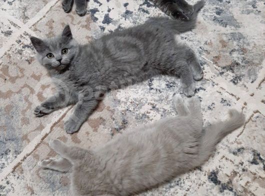 Rengarenk Patiler Yeni Yuvalarını Bekliyorr