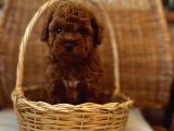 Ev Üreti̇mi̇ Teddy Face Toy Poodle Yavru