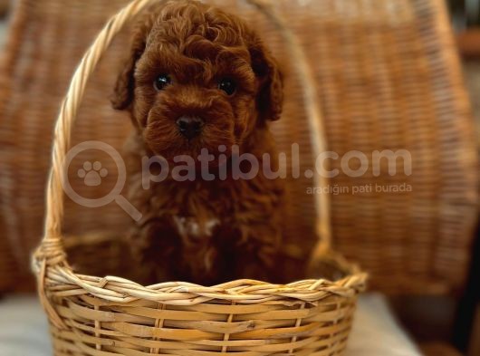 Ev Üreti̇mi̇ Teddy Face Toy Poodle Yavru