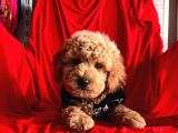 Safkan Toy Poodle Yavrularımız
