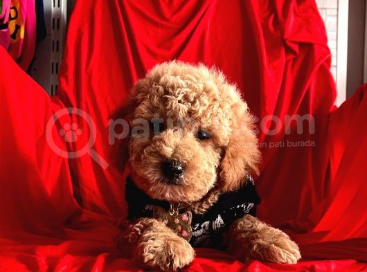 Safkan Toy Poodle Yavrularımız