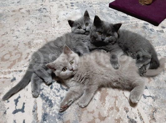 Rengarenk Patiler Yeni Yuvalarını Bekliyorr görsel