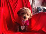 Safkan Toy Poodle Yavrularımız