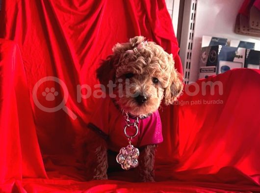 Safkan Toy Poodle Yavrularımız görsel