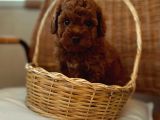 Ev Üreti̇mi̇ Teddy Face Toy Poodle Yavru
