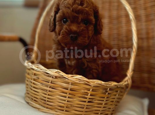 Ev Üreti̇mi̇ Teddy Face Toy Poodle Yavru görsel