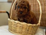 Ev Üreti̇mi̇ Teddy Face Toy Poodle Yavru