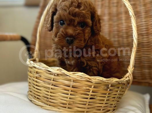 Ev Üreti̇mi̇ Teddy Face Toy Poodle Yavru görsel