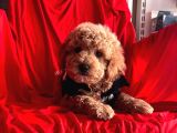 Safkan Toy Poodle Yavrularımız