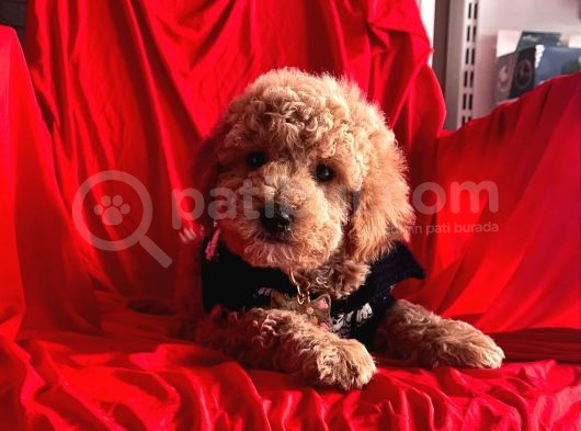 Safkan Toy Poodle Yavrularımız görsel