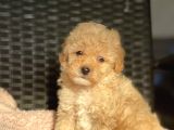 Bebek Surat Toy Poodle Yavrular