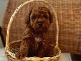 Ev Üreti̇mi̇ Teddy Face Toy Poodle Yavru