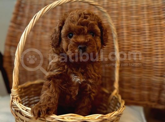 Ev Üreti̇mi̇ Teddy Face Toy Poodle Yavru görsel