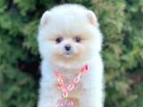 Safkan Pomeranian Boo Yavrularımız