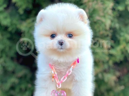 Safkan Pomeranian Boo Yavrularımız