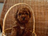 Ev Üreti̇mi̇ Teddy Face Toy Poodle Yavru