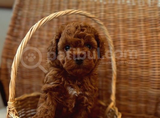Ev Üreti̇mi̇ Teddy Face Toy Poodle Yavru görsel