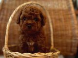 Ev Üreti̇mi̇ Teddy Face Toy Poodle Yavru