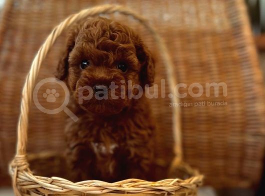 Ev Üreti̇mi̇ Teddy Face Toy Poodle Yavru görsel