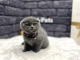 Özel Kül Rengi̇ Scotti̇sh Fold