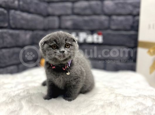 Özel Kül Rengi̇ Scotti̇sh Fold