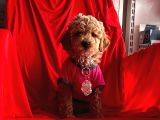 Safkan Toy Poodle Yavrularımız