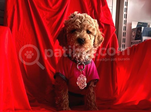 Safkan Toy Poodle Yavrularımız görsel