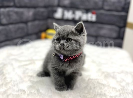 %100 Orji̇nal İngi̇li̇z  Gen British Shorthair