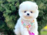 Safkan Pomeranian Boo Yavrularımız
