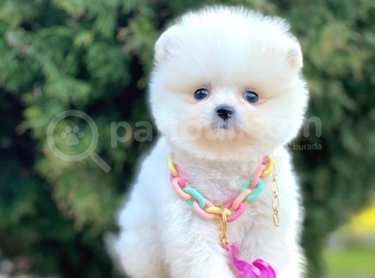 Safkan Pomeranian Boo Yavrularımız görsel