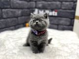 %100 Orji̇nal İngi̇li̇z  Gen British Shorthair
