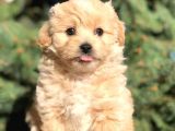 Yaramaz Afacan Maltipoo Iki Dişi Yavrumuz Teslime Hazır